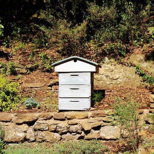 Pourquoi le miel de Manuka est-il cher ?